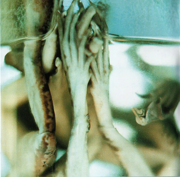 Pain  - Rebirth (CD, Album, Enh, RP) - Image 5