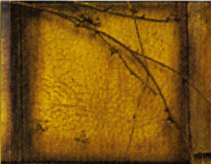 The Fixx - 1011 Woodland (2xCD, Album) - Image 3